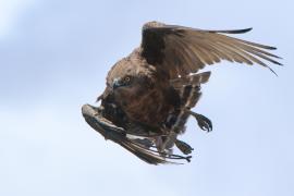 Gadożer brunatny - Circaetus cinereus - Brown Snake Eagle