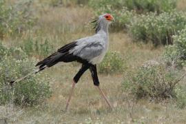 Sekretarz - Sagittarius serpentarius - Secretary-bird