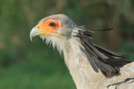 Sekretarz - Sagittarius serpentarius - Secretary-bird