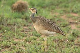 Dropik senegalski - Eupodotis senegalensis - White-bellied Bustard