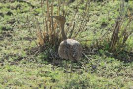 Dropik bladoczuby - Lophotis gindiana - Buff-crested Bustard