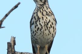 Drozd kroplisty - Psophocichla litsitsirupa - Groundscraper Thrush