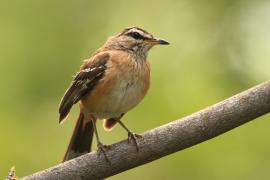 Drozdówka jasna - Cercotrichas leucophrys - White-browed Scrub Robin