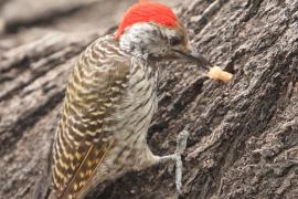 Dzięcioł jasnolicy - Dendropicos fuscescens - Cardinal Woodpecker