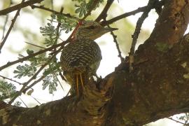 Dzięcioł sawannowy - Chloropicus namaquus - Bearded Woodpecker