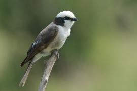 Białoczub białorzytny - Eurocephalus rueppelli - Northern White-crowned Shrike