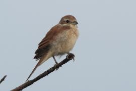 Gąsiorek - Lanius collurio - Red-backed Shrike