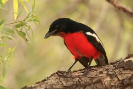 Dzierzyk purpurowy - Laniarius atrococcineus - Crimson-breasted Gonolek