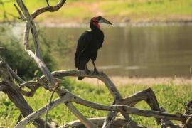 Dzioboróg kafryjski - Bucorvus leadbeateri - Southern Ground Hornbill