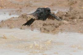 Dziwogon żałobny - Dicrurus adsimilis - Fork-tailed Drongo