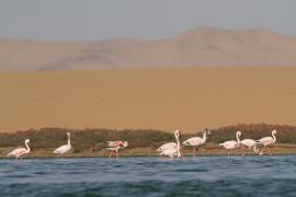 Flaming mały - Phoeniconaias minor - Lesser Flamingo