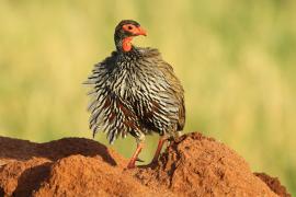 Szponiastonóg czerwonogardły - Pternistis afer - Red-necked Spurfowl