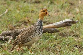 Frankolin jasnogłowy - Peliperdix coqui  - Coqui Francolin