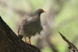 Szponiastonóg krasnodzioby - Pternistis adspersus - Red-billed Francolin