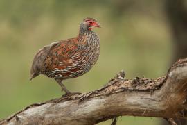 Szponiastonóg smugowany - Pternistis rufopictus - Grey-breasted Spurfowl