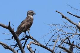 Gadożer brunatny - Circaetus cinereus - Brown Snake Eagle