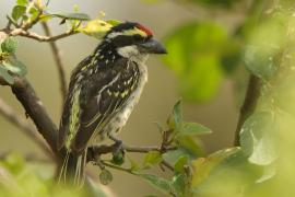 Głowaczek białogardły - Tricholaema diademata - Red-fronted Barbet