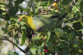 Treron krasnonosy - Treron calvus - African Green Pigeon