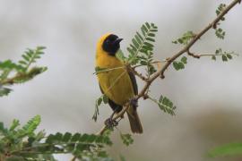 Wikłacz mały - Ploceus luteolus - Little Weaver