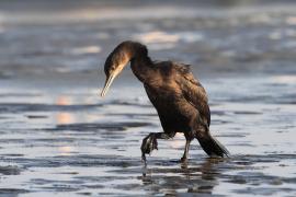 Kormoran przylądkowy - Phalacrocorax capensis - Cape Cormorant