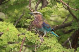 Kraska liliowopierśna - Coracias caudatus - Lilac-breasted Roller