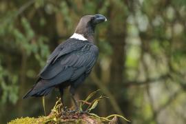 Kruk wielkodzioby - Corvus albicollis - White-necked Raven