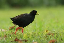 Kureczka czarna - Zapornia flavirostra - Black Crake