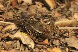 Lelek wysmukły - Caprimulgus clarus - Slender-tailed Nightjar