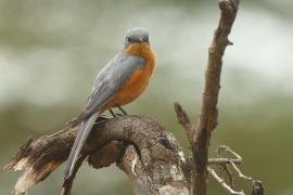 Mucharka srebrna - Empidornis semipartitus - Silverbird