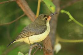 Nektarnik zielonogrzbiety - Cinnyris talatala - White-breasted Sunbird