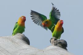 Nierozłączka rudogłowa - Agapornis fischeri - Fischer's Lovebird