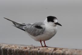 Rybitwa białowąsa - Chlidonias hybrida - Whiskered Tern