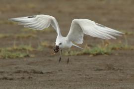 Rybitwa krótkodzioba - Gelochelidon nilotica - Gull-billed Tern