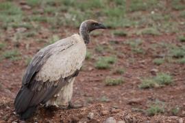 Sęp afrykański - Gyps africanus - White-backed Vulture