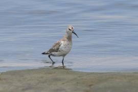 Biegus krzywodzioby - Calidris ferruginea - Curlew Sandpiper