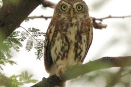 Sóweczka sawannowa - Glaucidium perlatum - Pearl-spotted Owlet