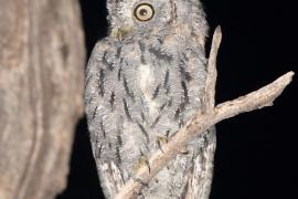 Syczek afrykański - Otus senegalensis - African Scops Owl