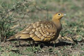 Stepówka brunatnobrzucha - Pterocles exustus - Chestnut-bellied Sandgrouse