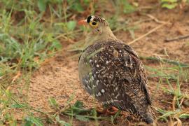 Stepówka dwuwstęgowa - Pterocles bicinctus - Double-banded Sandgrouse