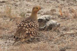 Stepówka namibijska - Pterocles namaqua - Namaqua Sandgrouse