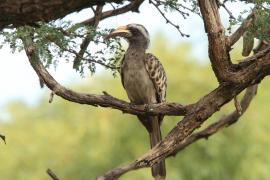 Toko nosaty - Lophoceros nasutus - African Grey Hornbill