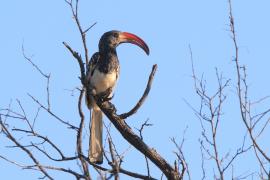 Toko plamoskrzydły - Tockus monteiri - Monteiro's Hornbill