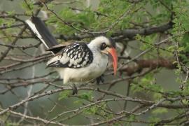 Toko tanzański - Tockus erythrorhynchus ruahae - Tanzanian Red-billed Hornbill