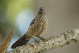 Tymal kroplisty - Turdoides jardineii - Arrow-marked Babbler