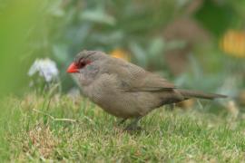 Astryld falisty - Estrilda astrild - Common Waxbill