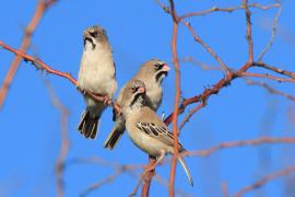 Łuskogłowik rdzawoszyi - Sporopipes frontalis - Speckle-fronted Weaver