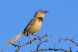 Prinia obrożna - Prinia flavicans - Black-chested Prinia