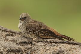 Sawannik - Histurgops ruficauda - Rufous-tailed Weaver