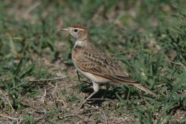 Skowrończyk rdzawołbisty - Calandrella cinerea - Red-capped Lark