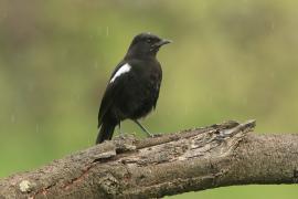 Smolarek epoletowy - Myrmecocichla nigra - Sooty Chat